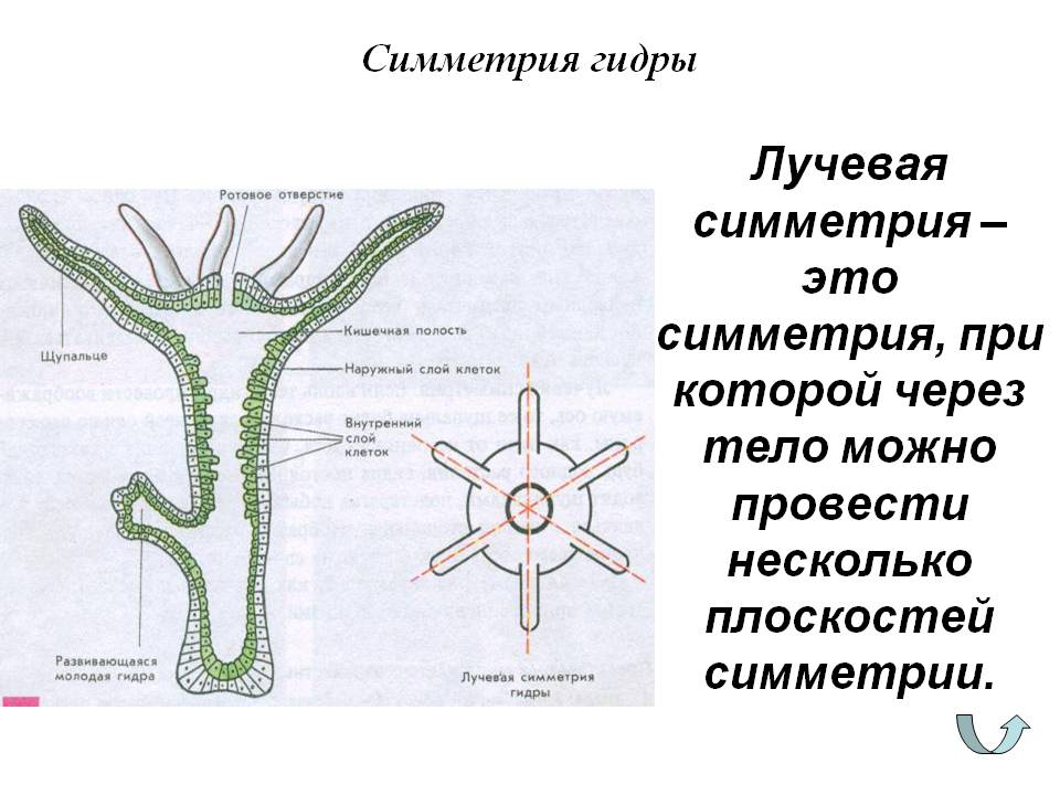 Почему не работает кракен